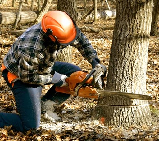 Tree Removal in Shobonier, IL